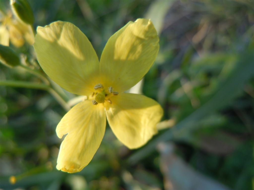 Brassicacea - Diplotaxis tenuifolia